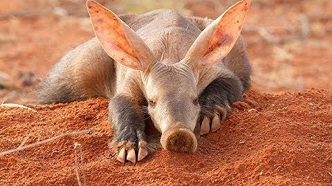 Aardvark2