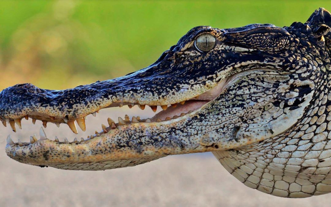 American Alligator