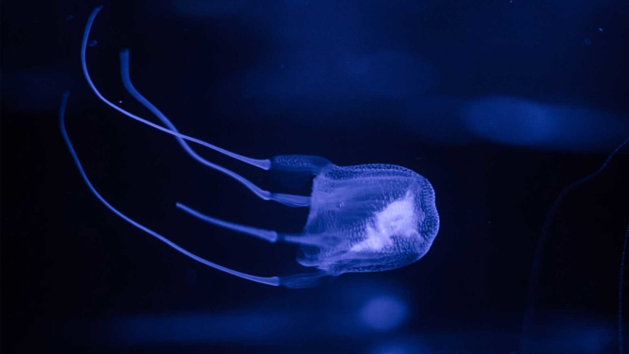 Box Jellyfish Haibu