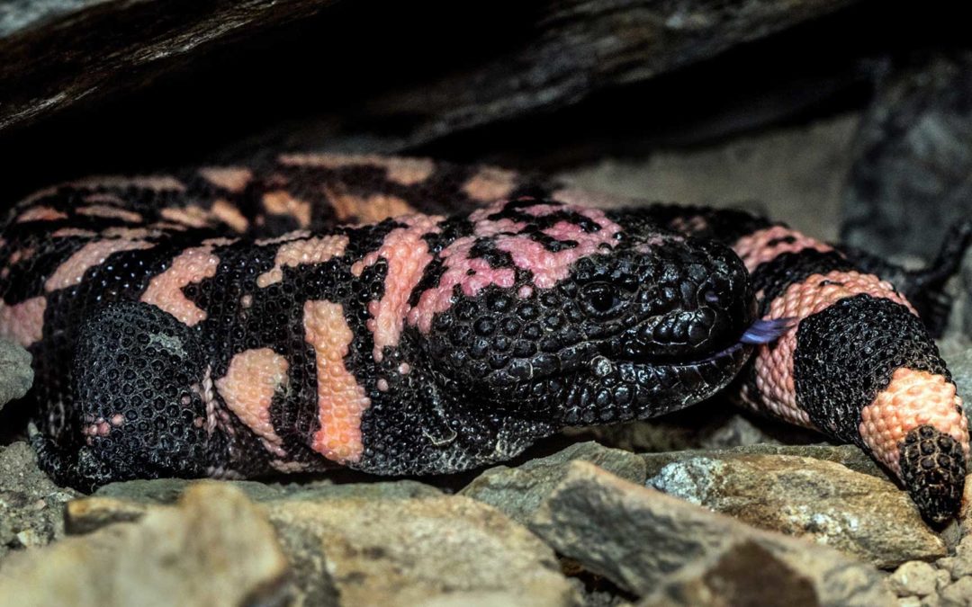 Gila Monster