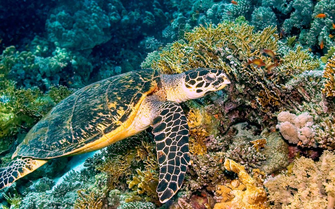 Green Sea Turtle