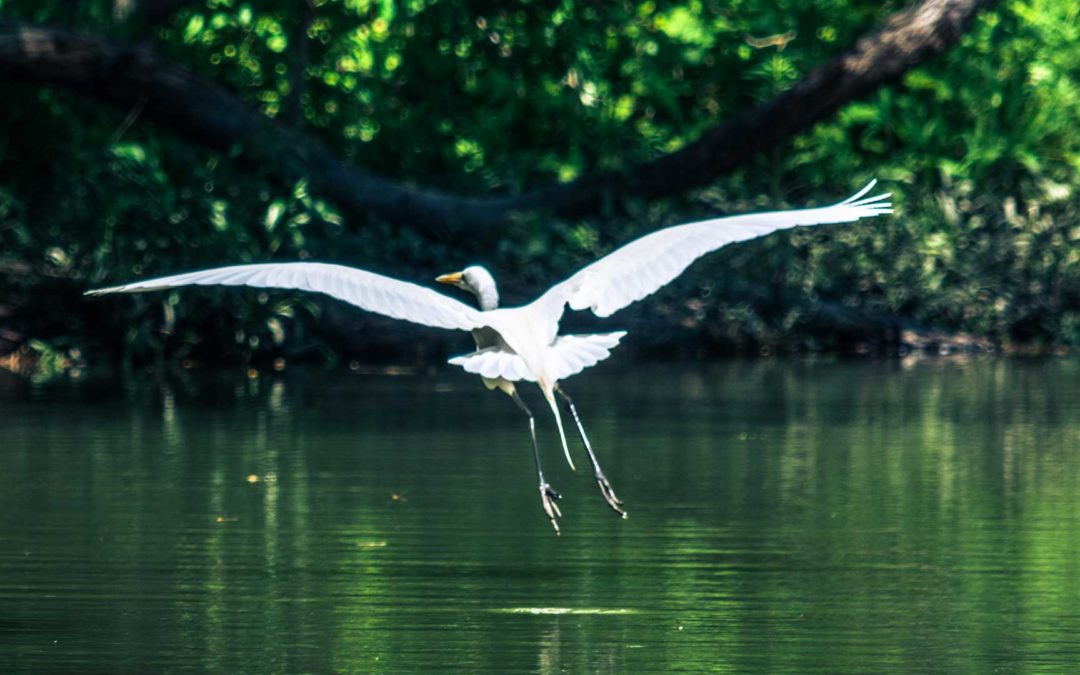 Whooping Crane